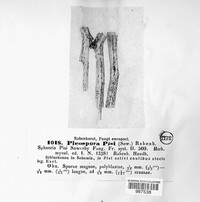 Pleospora herbarum image